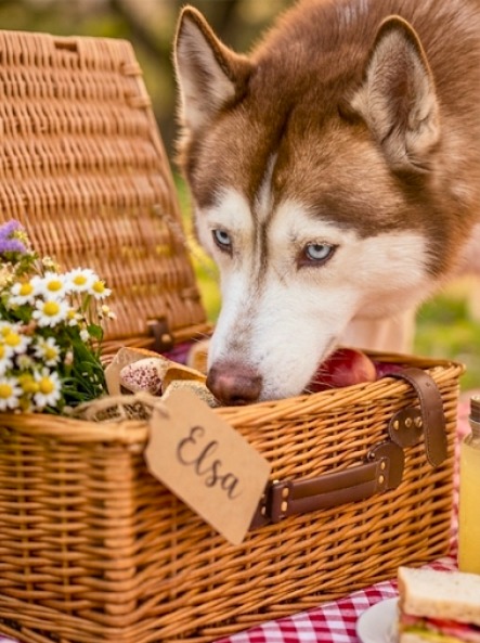 Elsa — Spring Picnic 2